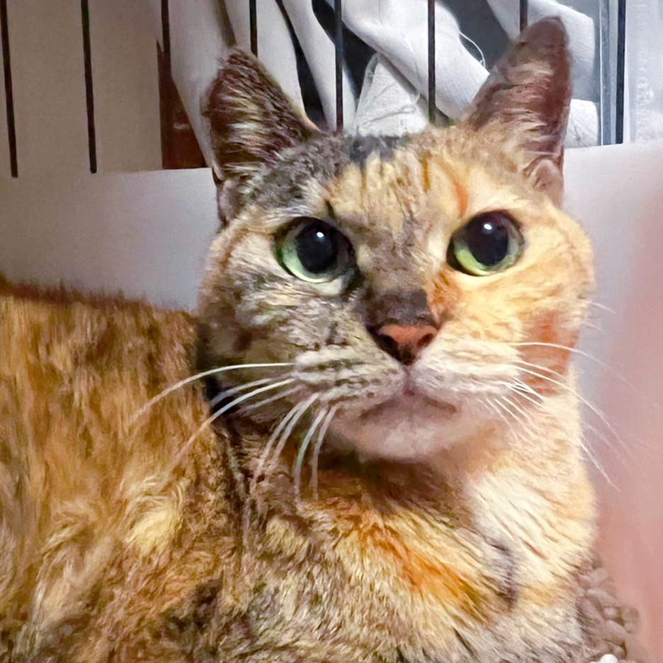 里親募集中の猫