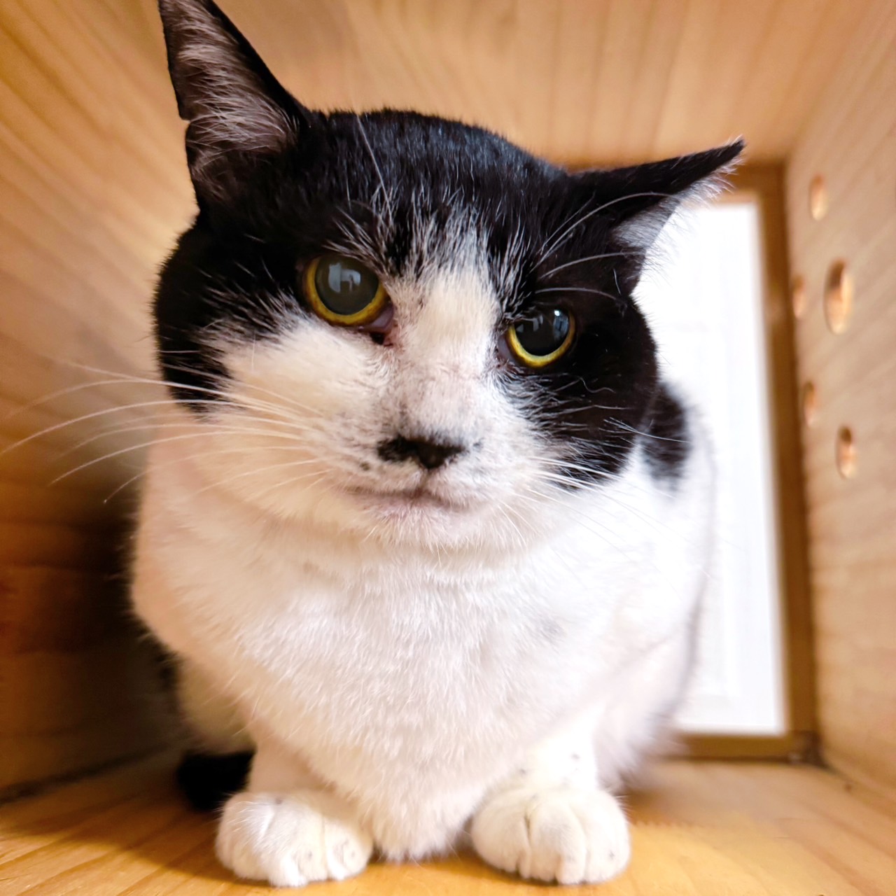 里親募集中の猫