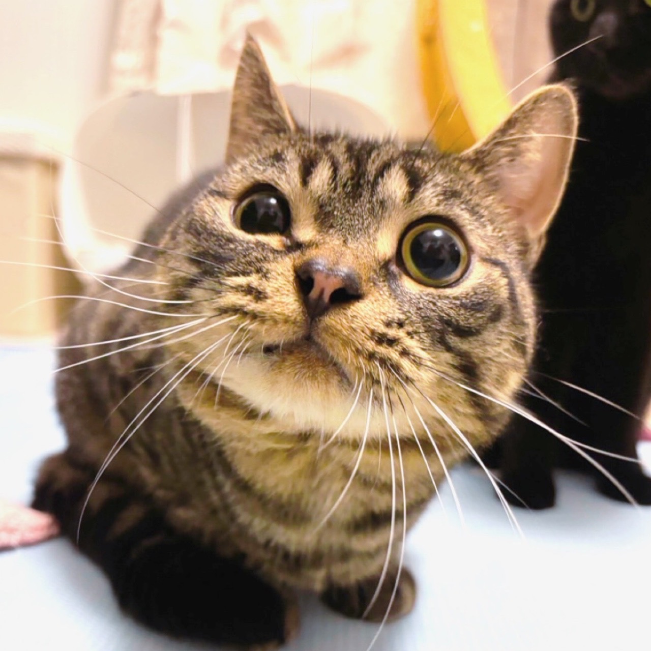 里親募集中の猫