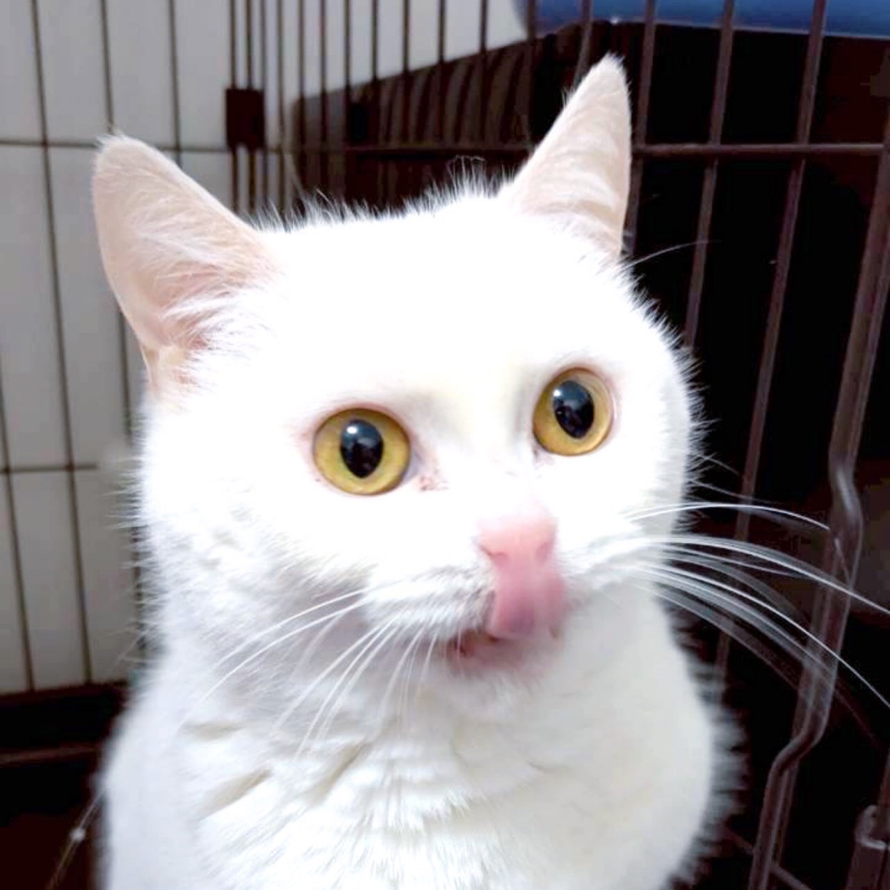 里親募集中の猫
