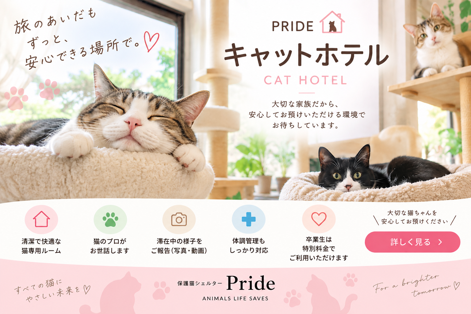 Cat Hotel Pride