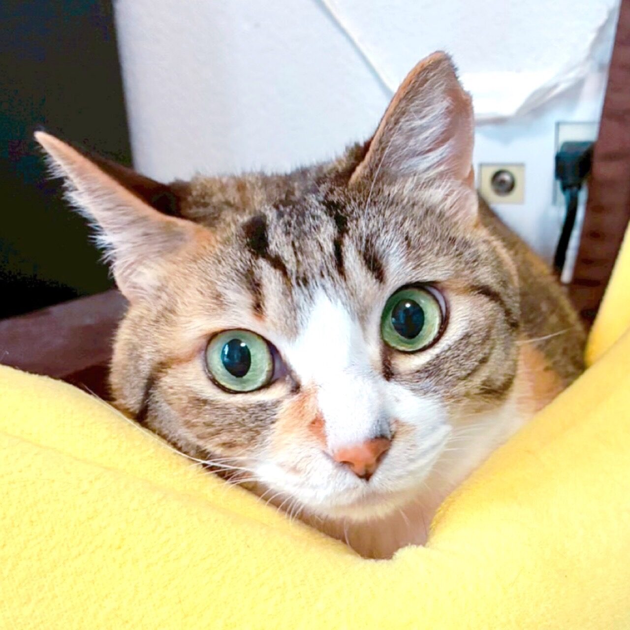 里親募集中の猫