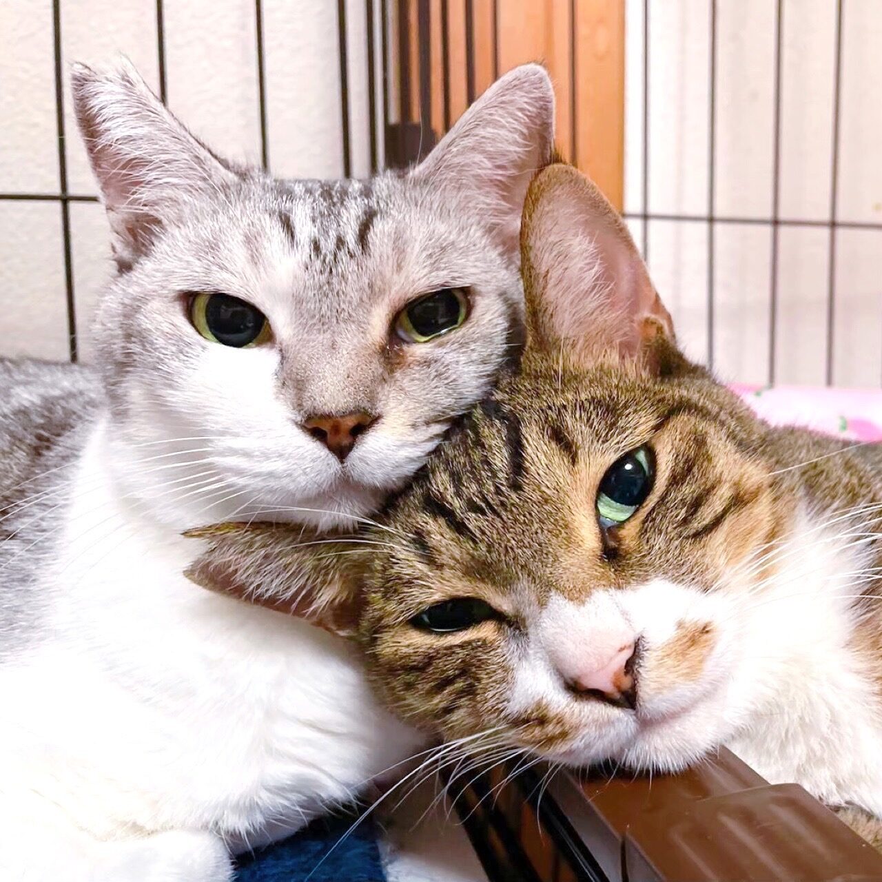 Prideの保護猫