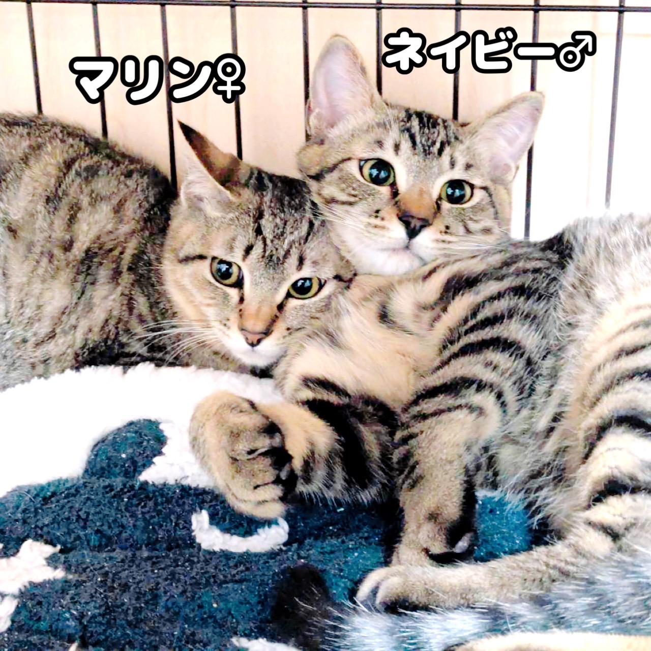 里親募集中の猫